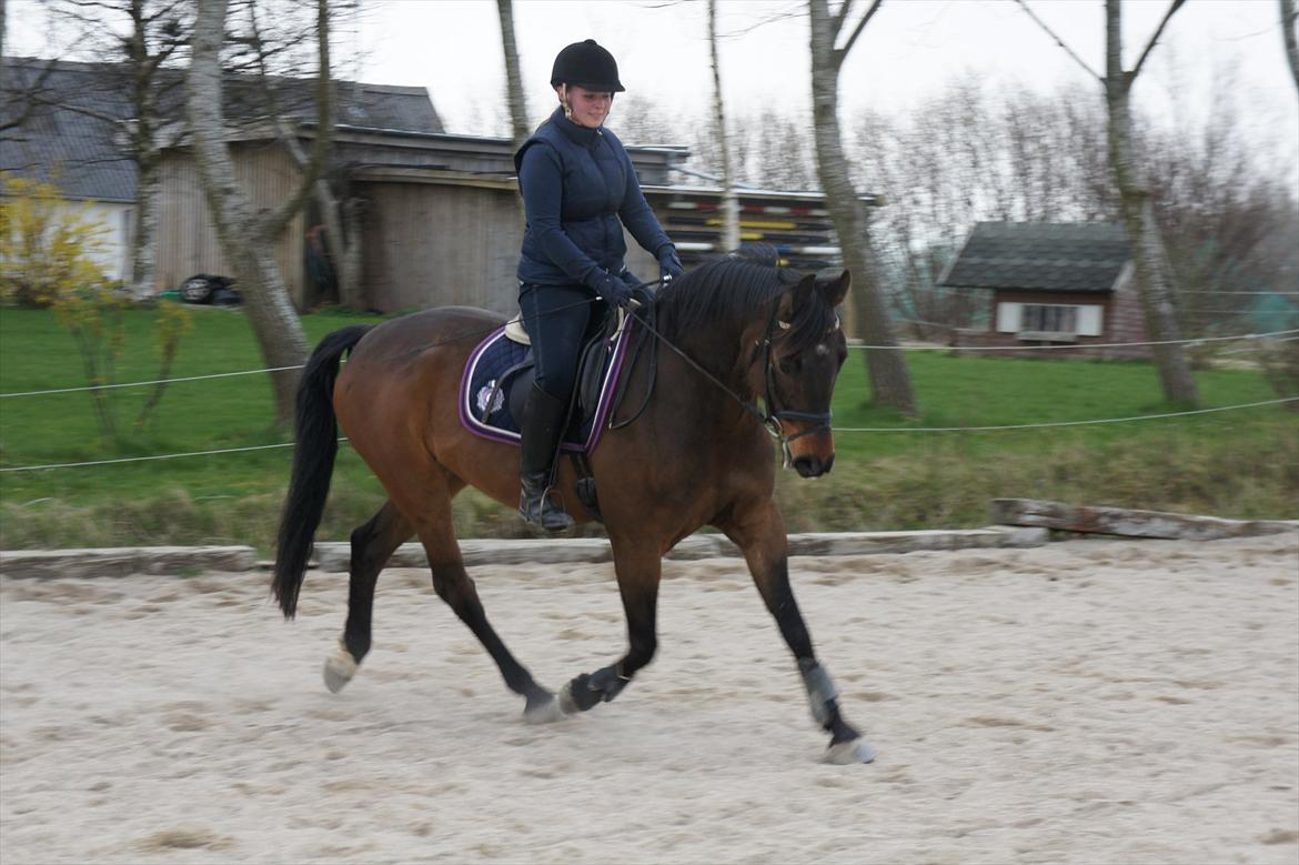 Dansk Varmblod Stald Mejses Cordell - Basse og jeg d. 18.04.2012.
3 gang jeg ridder ham :-)
Fotograf: Bianca Pedersen billede 5