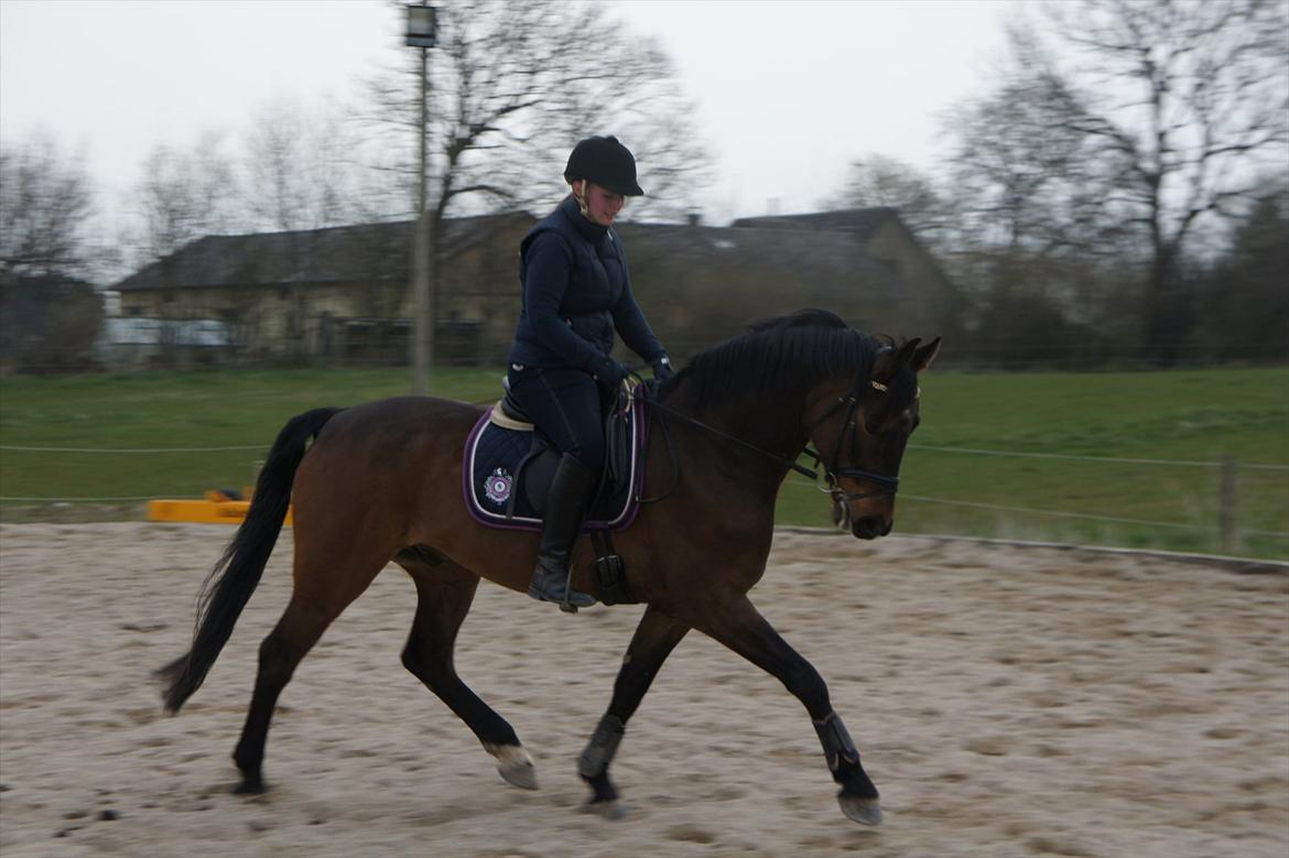 Dansk Varmblod Stald Mejses Cordell - Basse og jeg d. 18.04.2012.
3 gang jeg ridder ham :-)
Fotograf: Bianca Pedersen billede 6