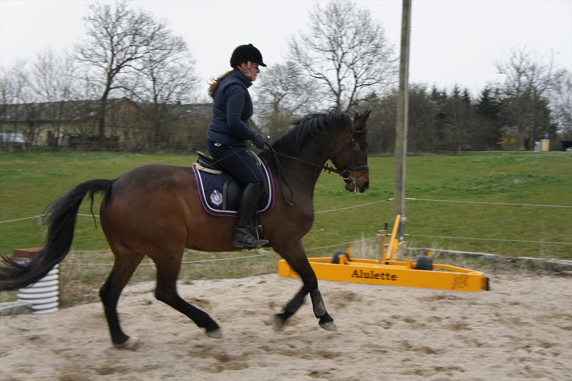 Dansk Varmblod Stald Mejses Cordell - Basse og jeg d. 18.04.2012.
3 gang jeg ridder ham :-)
Fotograf: Bianca Pedersen billede 8