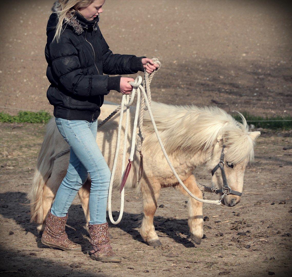 Shetlænder Sandagers Elvis - Kærlighed er som vinden. man kan ikke altid se den, men man kanaltid mærke den  billede 8