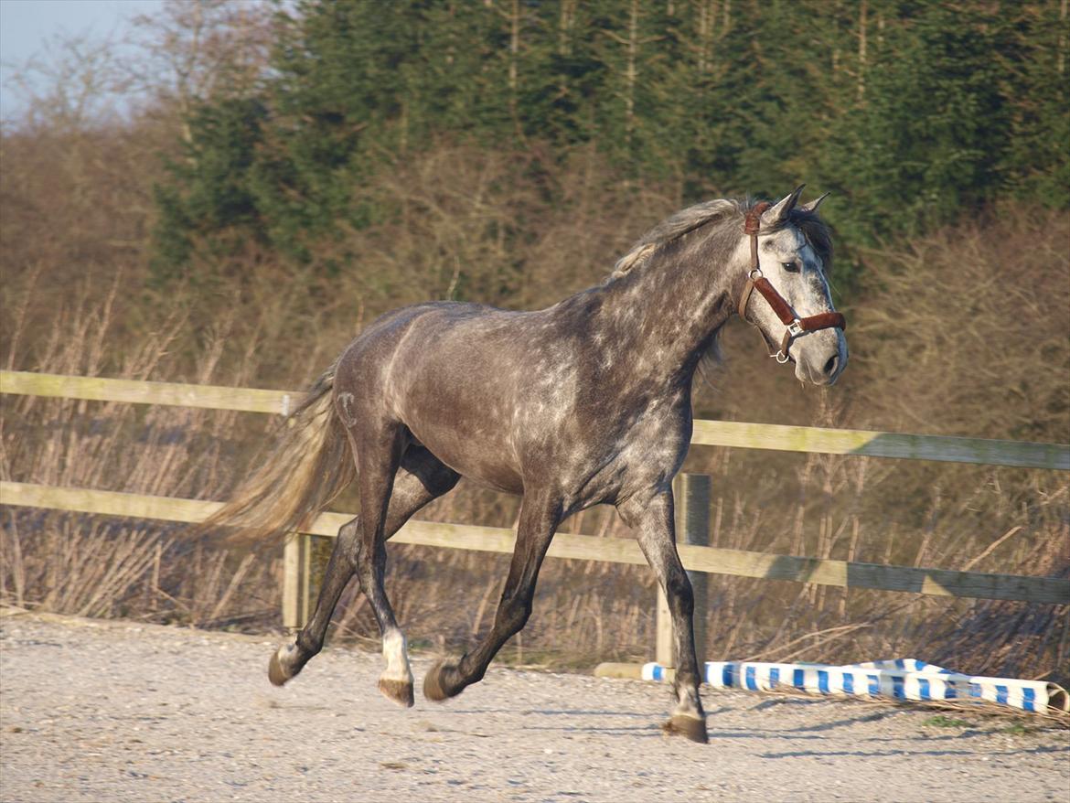 Lusitano Campeã *grand danois* billede 19