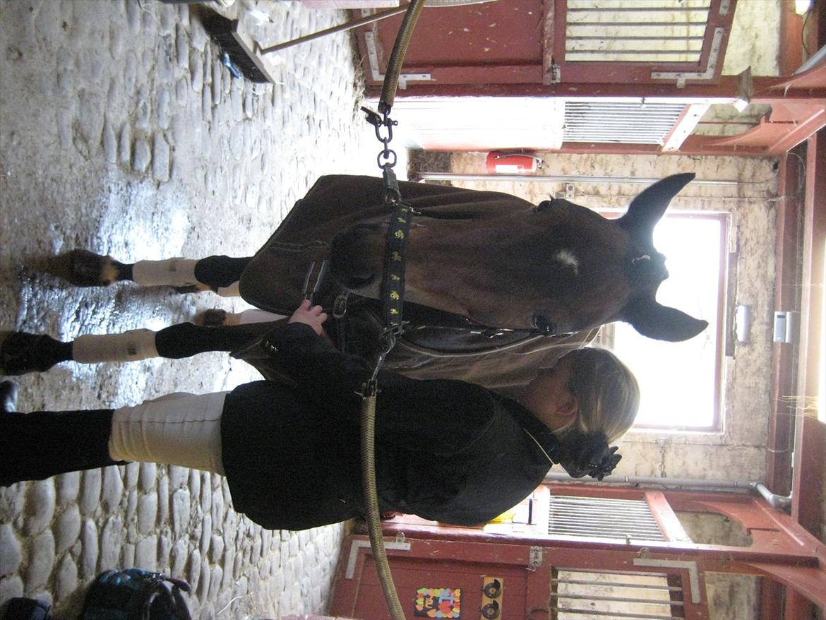 Anden særlig race Pheasant´s Quincy - du er så fin min pige!!<3<3<3<3<333 billede 11