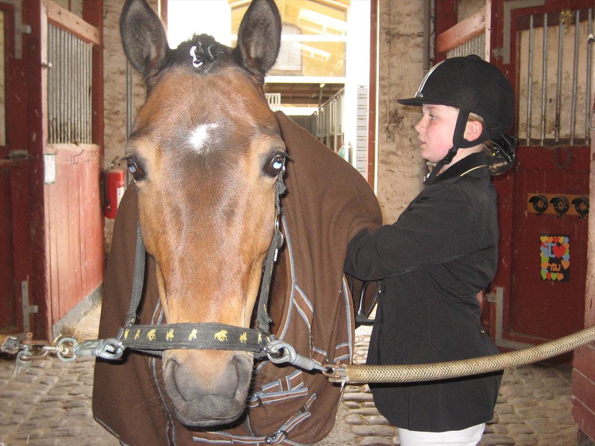 Anden særlig race Pheasant´s Quincy - nååårhh skat hvor er du nuttet med rosenknup i pande<33333333333 billede 12