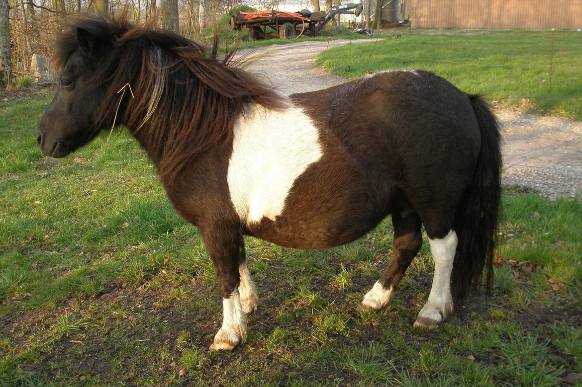 Shetlænder Foula Fancy - 18/4-12, Dagen for hendes termin, maven er væk, hun har vokspropper og mælkeløb, så er der snart føl billede 19