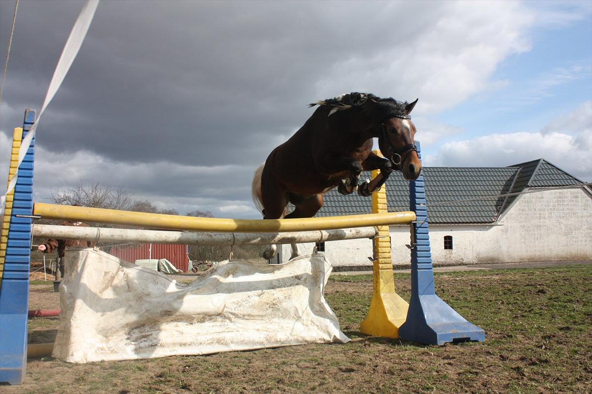Pinto Spirits Liberty "Følle" - Løsspringning for første gang, 125 cm<3 billede 1