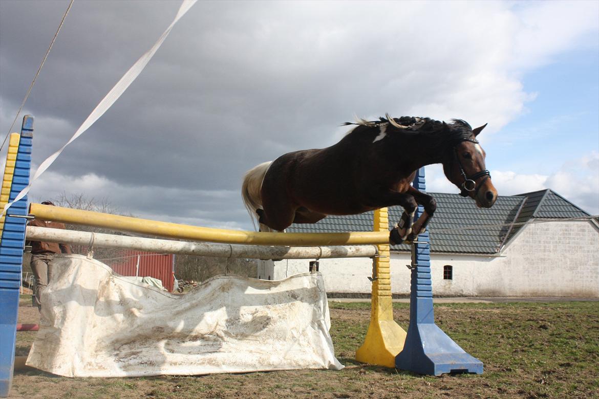 Pinto Spirits Liberty "Følle" - Stjernen løsspringer for første gang, 125 cm<3 billede 20