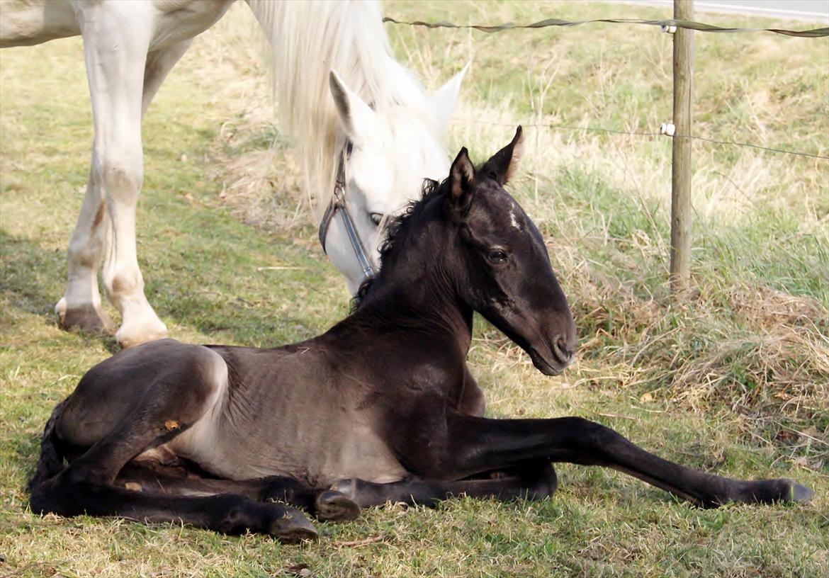 Pura Raza Española Diver Milagro billede 12