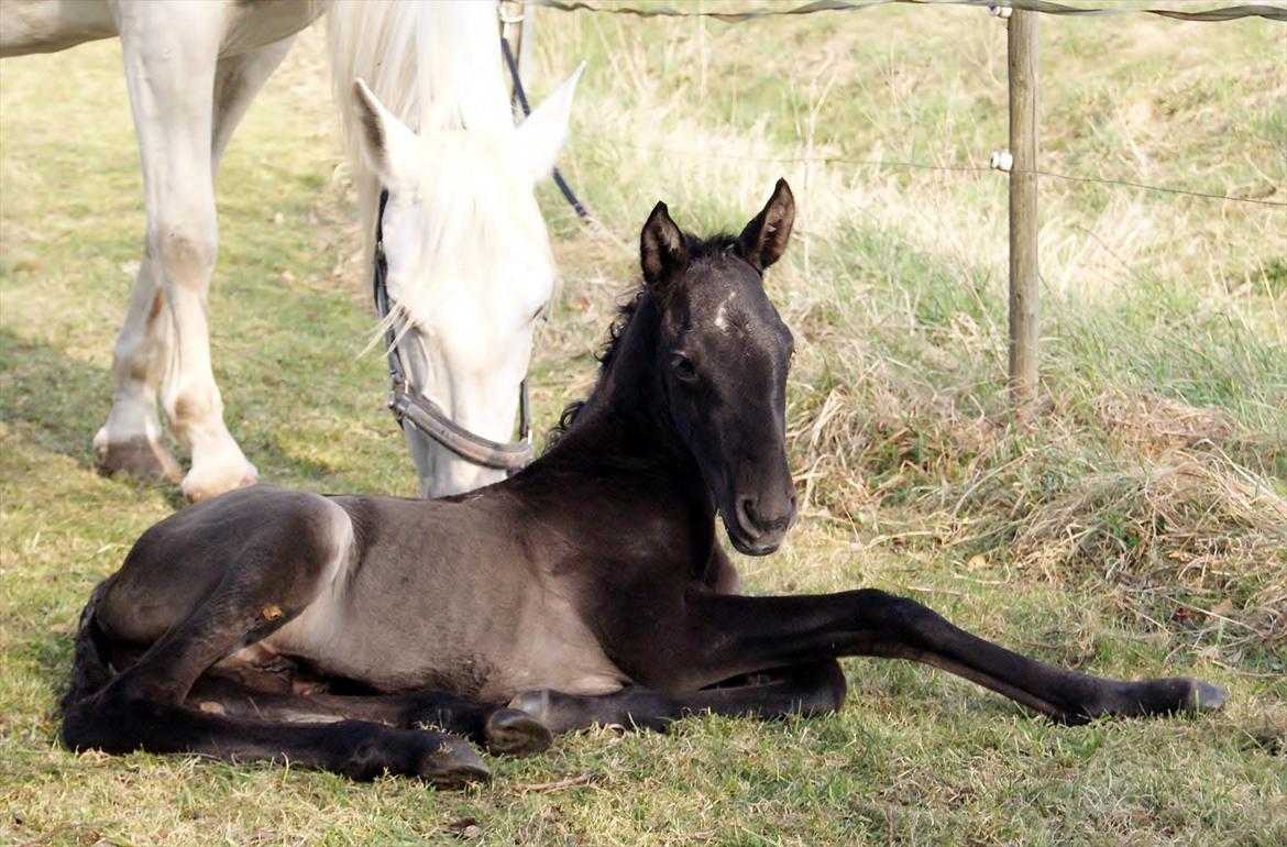 Pura Raza Española Diver Milagro billede 4