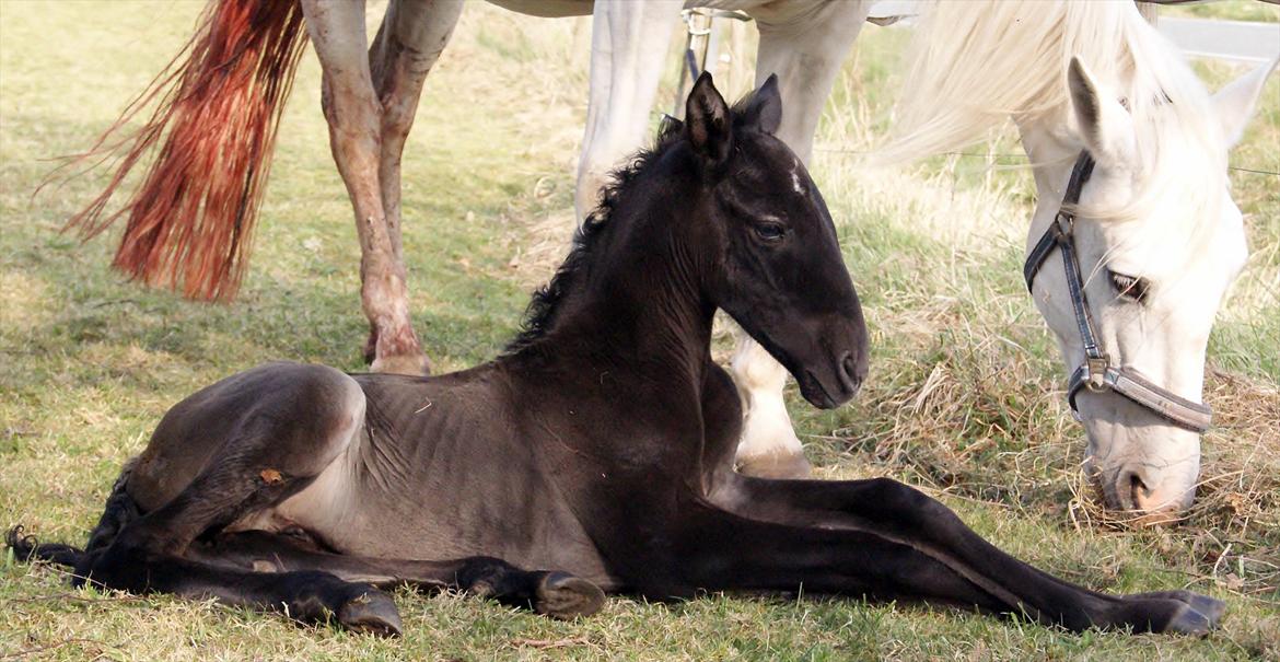 Pura Raza Española Diver Milagro billede 3