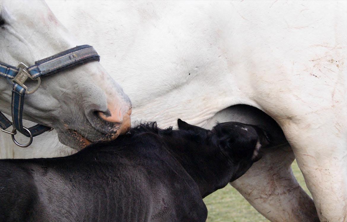 Pura Raza Española Diver Milagro billede 15