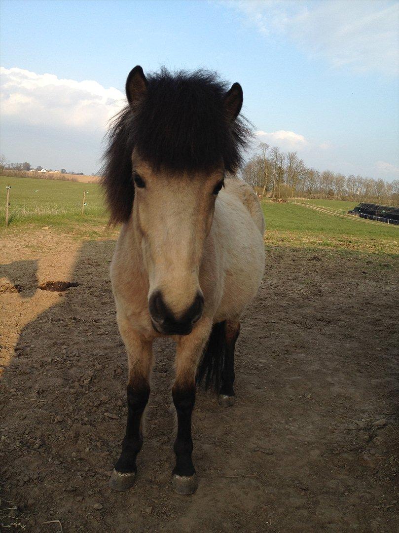 Islænder Disa fra Bøgvad billede 12