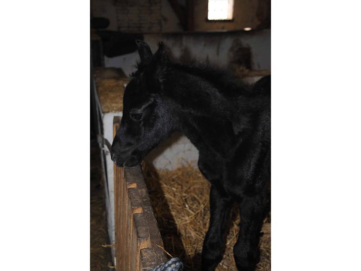 {{currentPhoto.altText}} billede {{currentPhoto.number}}