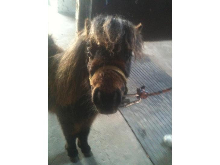 {{currentPhoto.altText}} billede {{currentPhoto.number}}