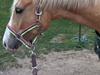 Palomino Golden sunshine x [Tidl. part]