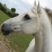 Welsh Pony (sec B) Pedro
