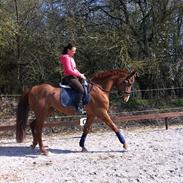 Anden særlig race | Tequila Sunrise «3 | R.I.P 25-06-2012