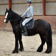 Irish Cob Tito *solgt*