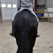 Irish Cob Tito *solgt*