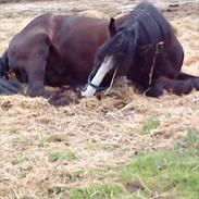 Irish Cob Tito *solgt*