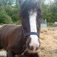 Irish Cob Tito *solgt*