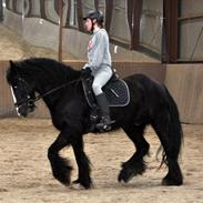 Irish Cob Tito *solgt*