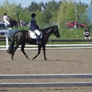 Fuldblod (XX) Top Media