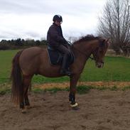 New Forest Elmholts Qüezon SOLGT