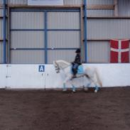 Connemara Veddinge Fit For Fight (B-pony)