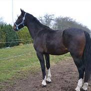 Hollandsk Varmblod captain Jack Sparrow