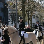 Fjordhest Håkon Halsnæs my best friend<33