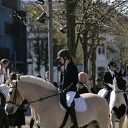 Fjordhest Håkon Halsnæs my best friend<33