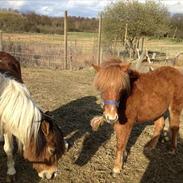 Islænder Raudur "Jossi"