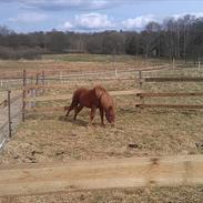 Islænder Raudur "Jossi"