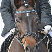 Anden særlig race Madonna Ar Tarien