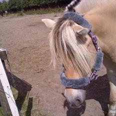 Fjordhest ROMOSSES Komma Karizma