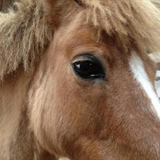 Pinto Doheema Snuske PIN 596 **BROVANG** SOLGT !