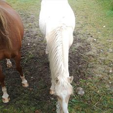 Anden særlig race Asterix