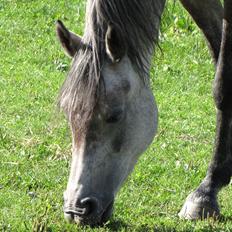 DSP Vasegaards Shanti