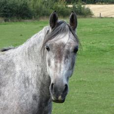 DSP Vasegaards Shanti