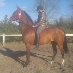 Anglo Araber (AA) Megara Al Ziyadah (Maggie)<3