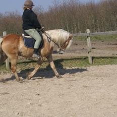 Haflinger Absalon Gasse