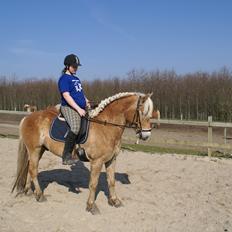 Haflinger Absalon Gasse