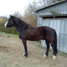 Koldblodstraver Aladin - Himmelhest