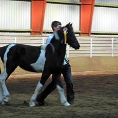 Barockpinto Lancelot 1 præmie hingst 