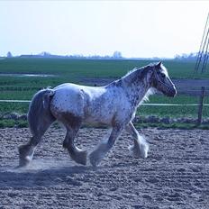 Irish Cob sjors 9 <3