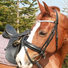 Hollandsk Varmblod Tessa