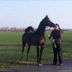 Arabisk fuldblod (OX) Fanzana (Iris)