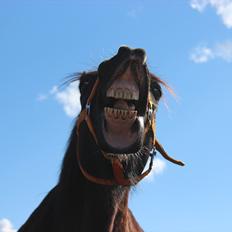 Welsh Cob (sec D) Dynamite Bogart