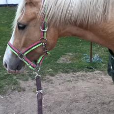 Palomino Golden sunshine x