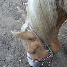 Palomino Golden sunshine x